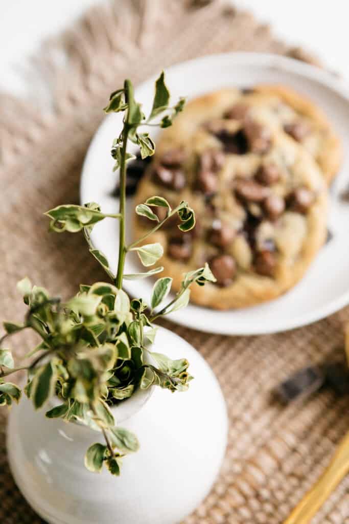 A plant in front of cookies 